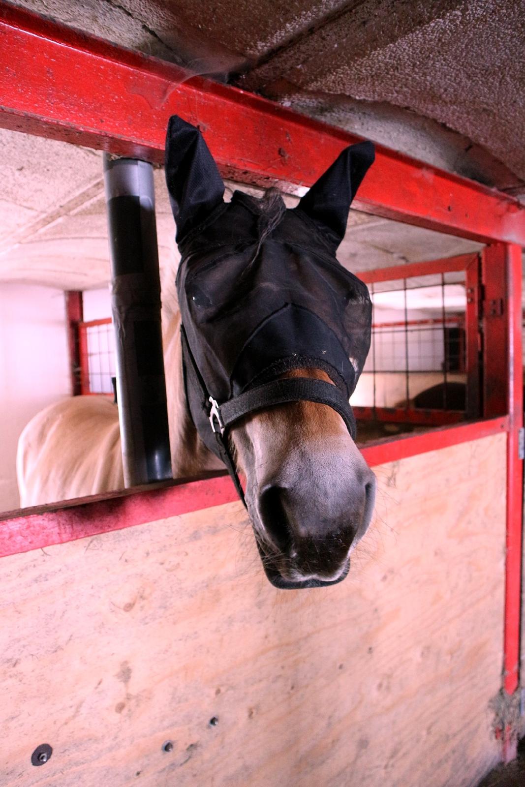 Fjordhest Gitte  billede 7
