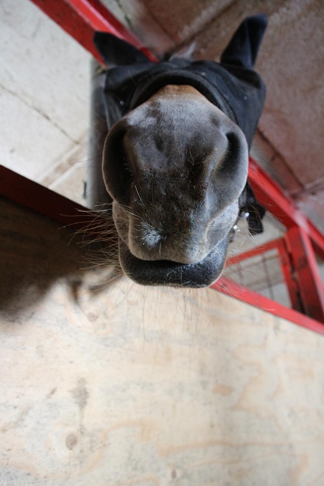 Fjordhest Gitte  billede 12
