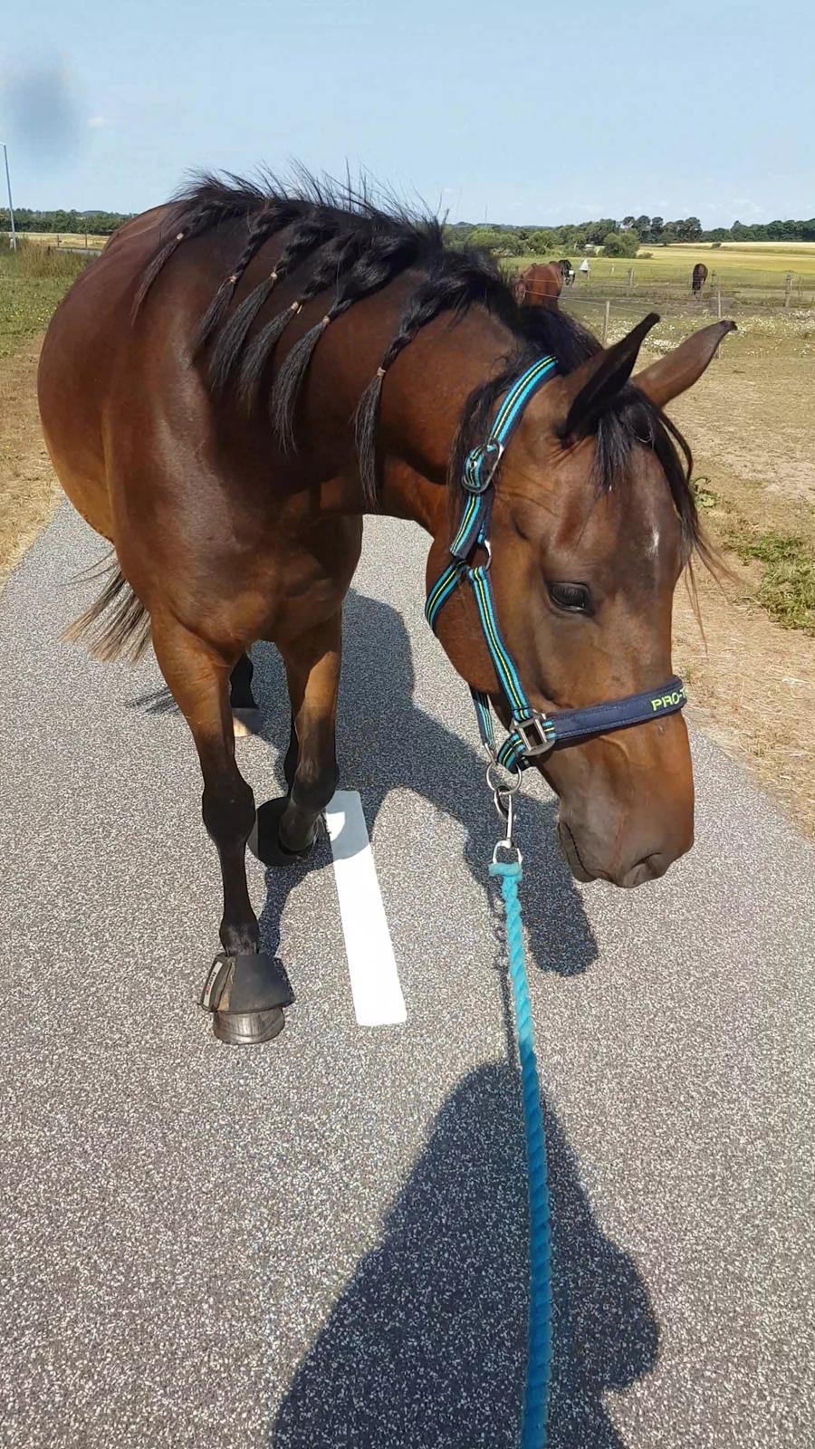 DSP Højs Don Selik  billede 10