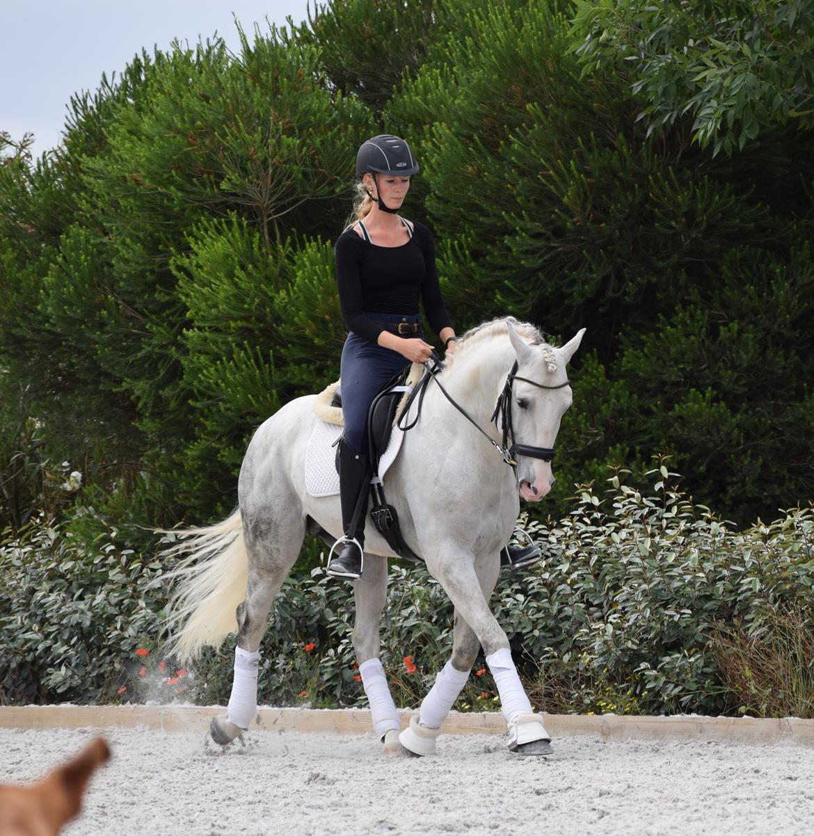 Lusitano Esperto billede 18