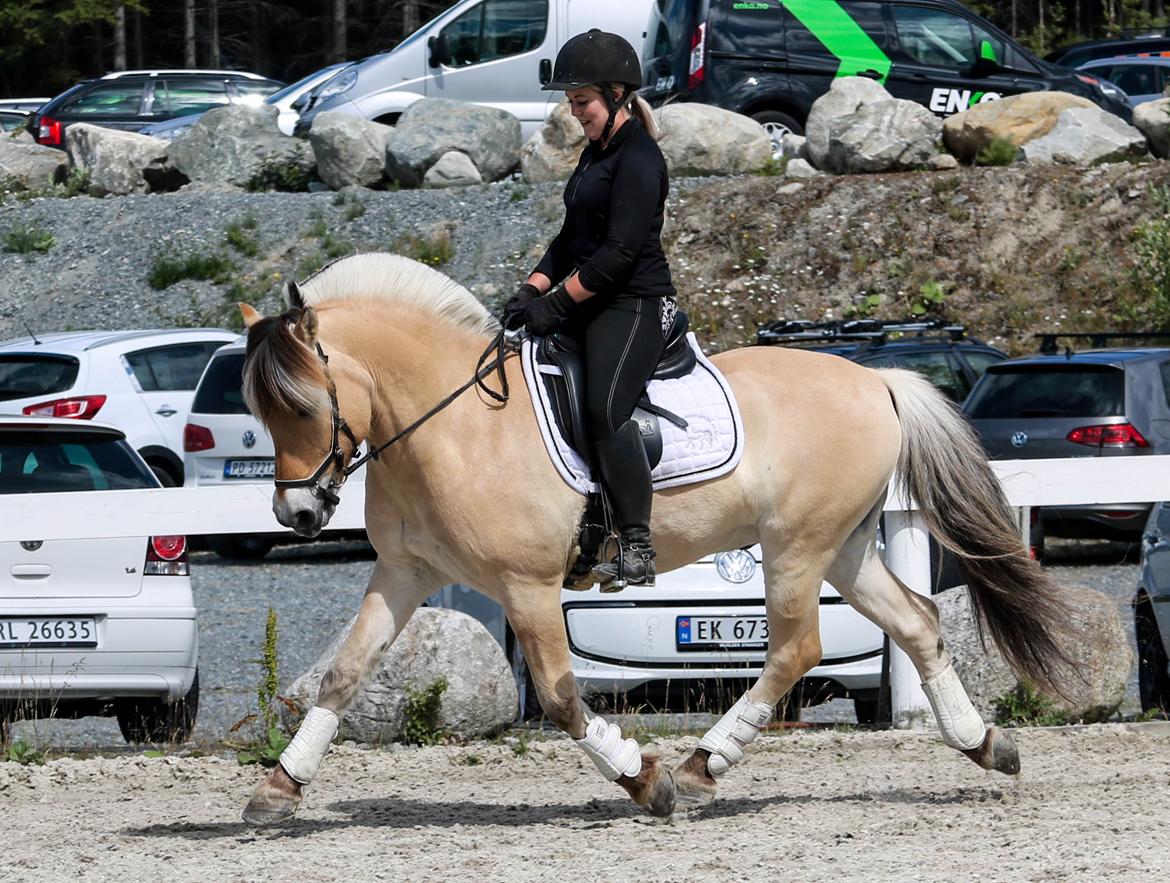 Fjordhest Florian billede 20