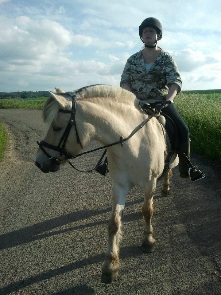 Fjordhest Tjalfe (på de evige græsmarker) - Hvad er det  billede 14