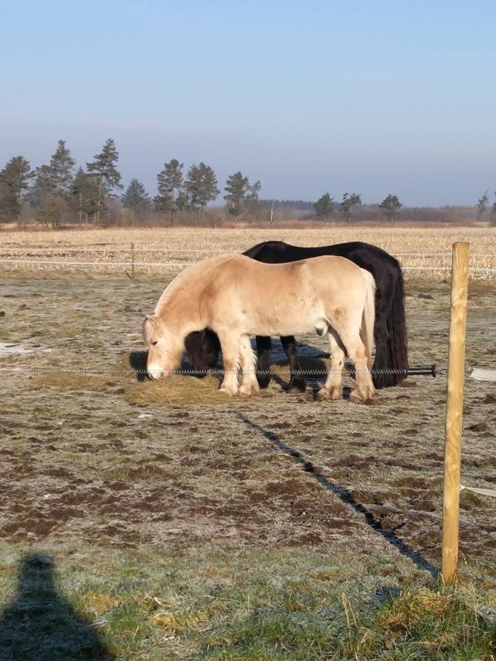 Fjordhest Tjalfe (på de evige græsmarker) - Hø i vinter solen  billede 15