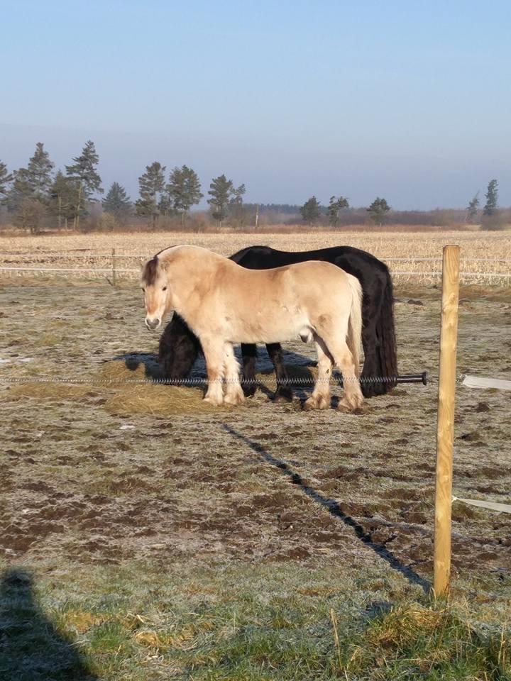Fjordhest Tjalfe (på de evige græsmarker) - Hø i vinter solen  billede 16