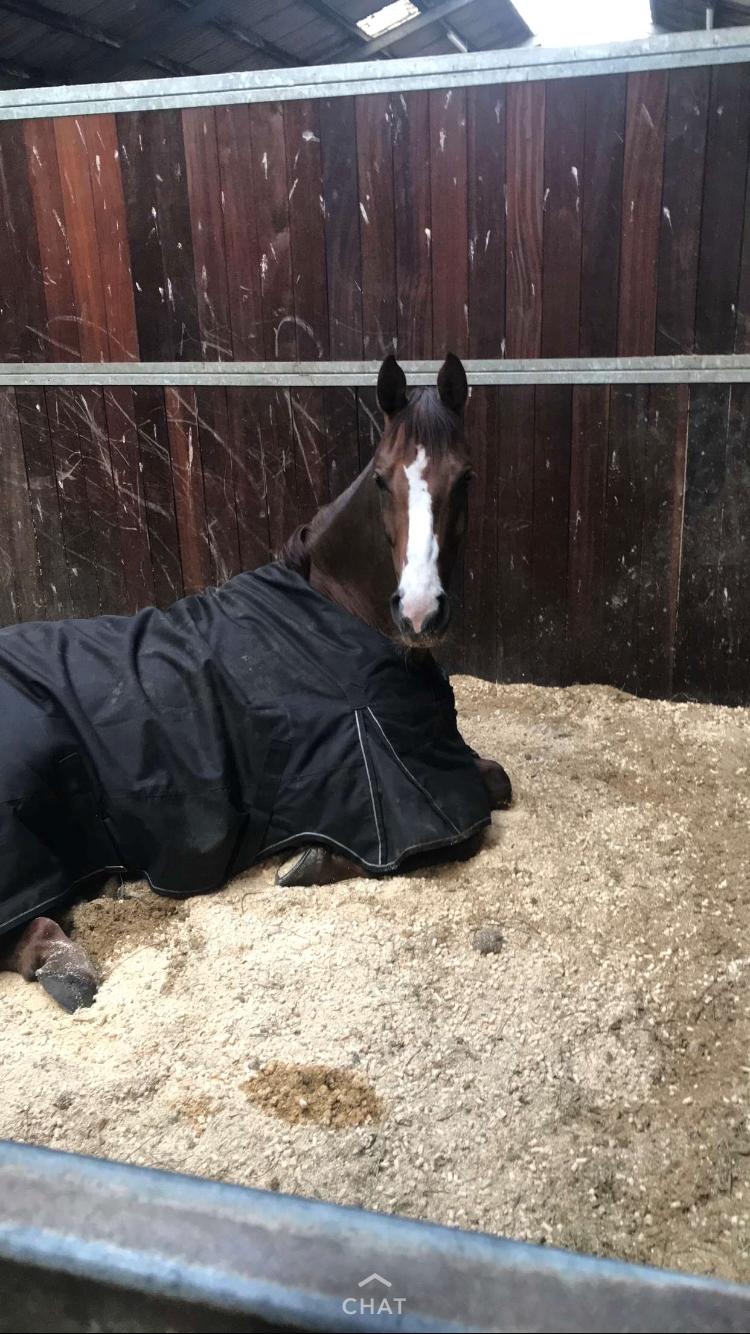 Dansk Varmblod Samantha Who billede 18