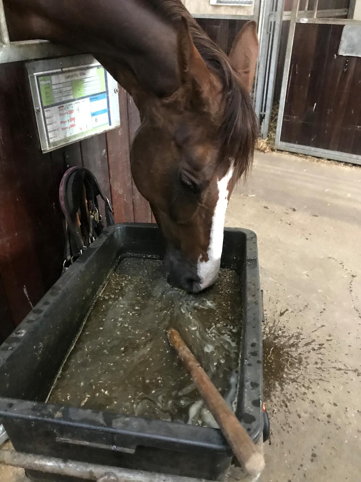 Dansk Varmblod Samantha Who billede 16