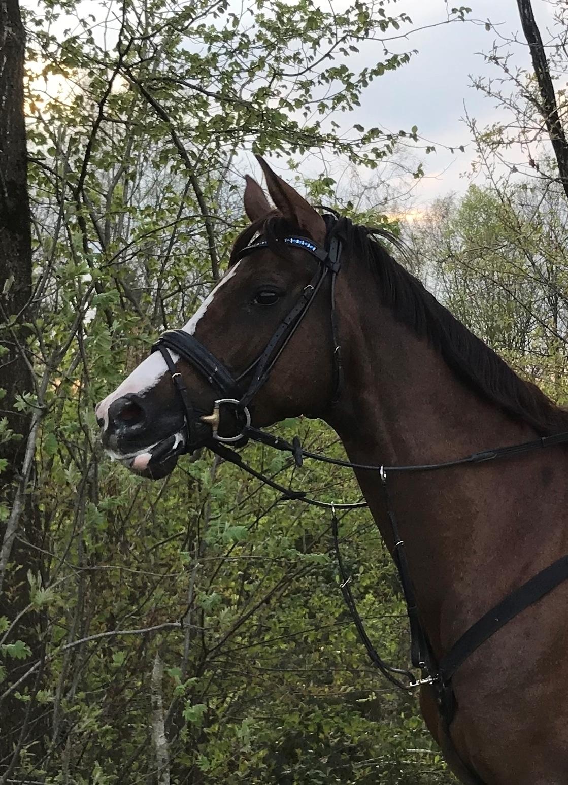 Dansk Varmblod Samantha Who billede 19