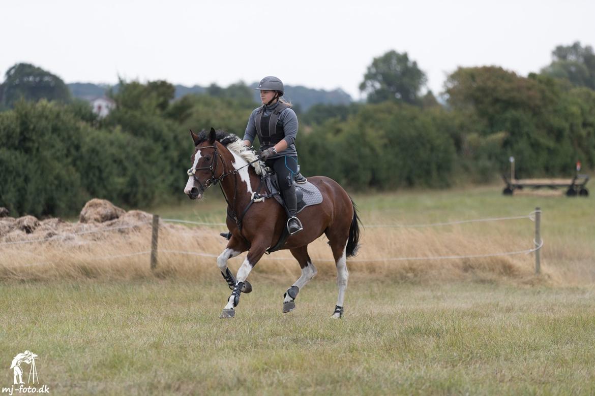 Pinto Elmegårdens Prada - CNC60 på Louisenborg 22/7-18 Foto: MJ foto billede 5