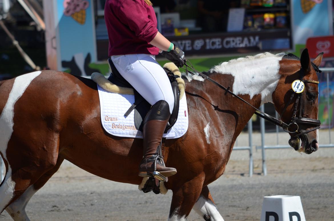 Pinto Elmegårdens Prada - Landsskuet 2018 billede 7