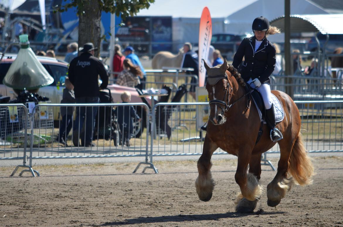 Jyde Thor - Landsskue 2018 billede 1
