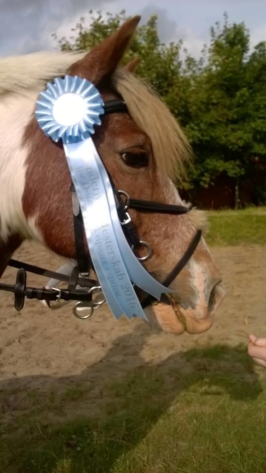 Anden særlig race Mr Mulle *Min soulmate* billede 16