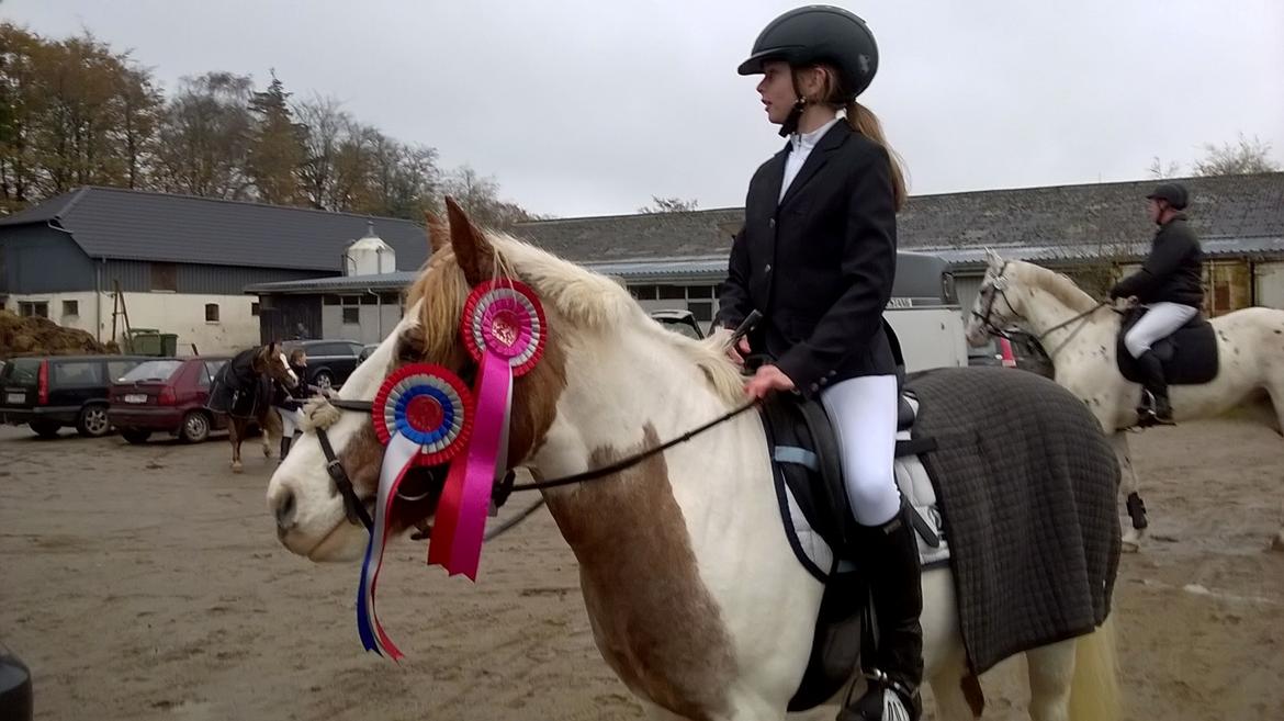 Anden særlig race Mr Mulle *Min soulmate* billede 4