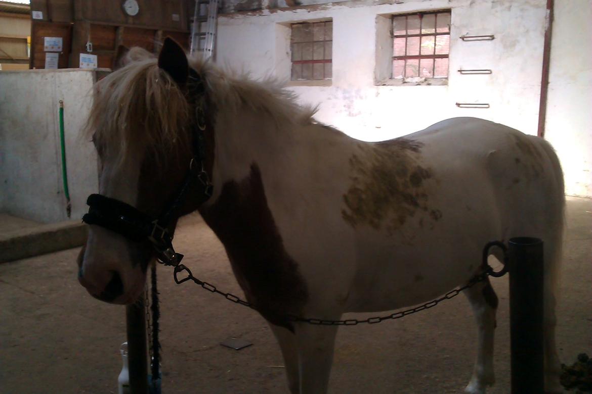 Anden særlig race Mr Mulle *Min soulmate* billede 12