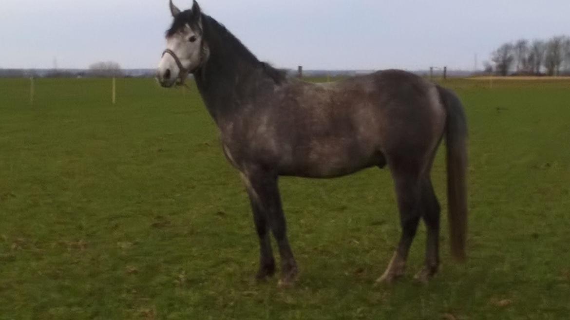 Tysk Sportspony Prince Vincent - Vinsi fra da jeg lige havde fået ham billede 8