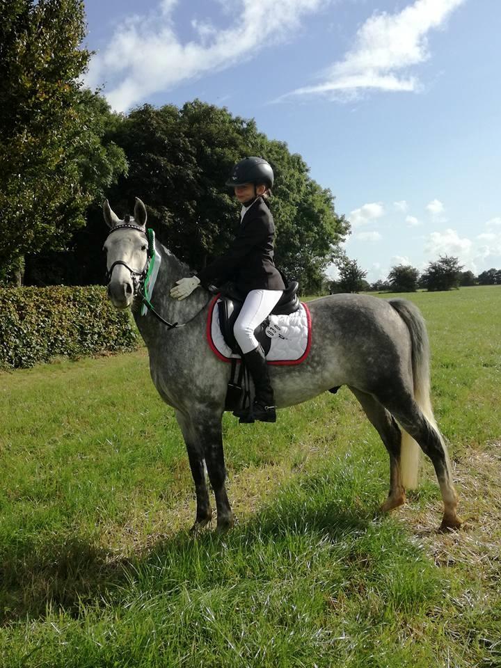 Tysk Sportspony Prince Vincent billede 5