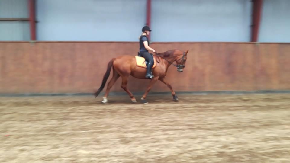 Anden særlig race Balu - skønne balu efter nogle måneder <3 billede 17