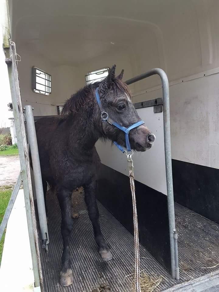 Welsh Mountain (sec A) Harvest paper clips billede 1