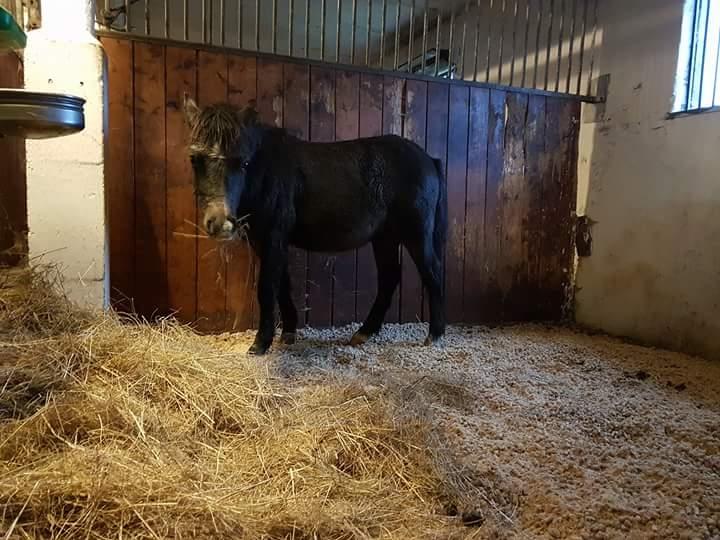 Welsh Mountain (sec A) Harvest paper clips billede 2