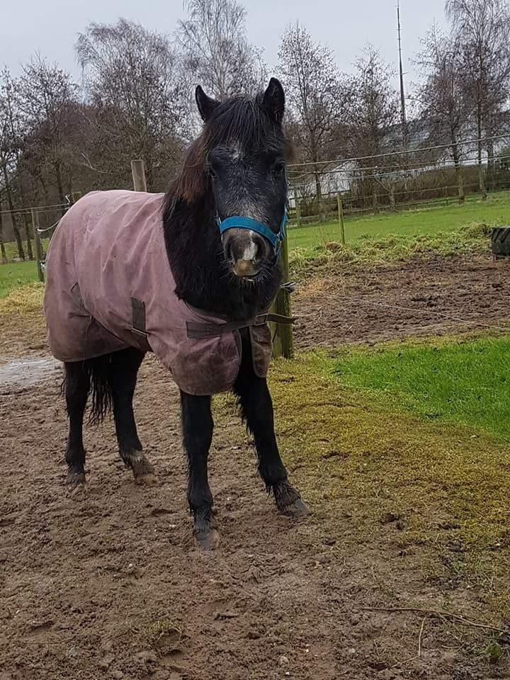 Welsh Mountain (sec A) Harvest paper clips billede 4