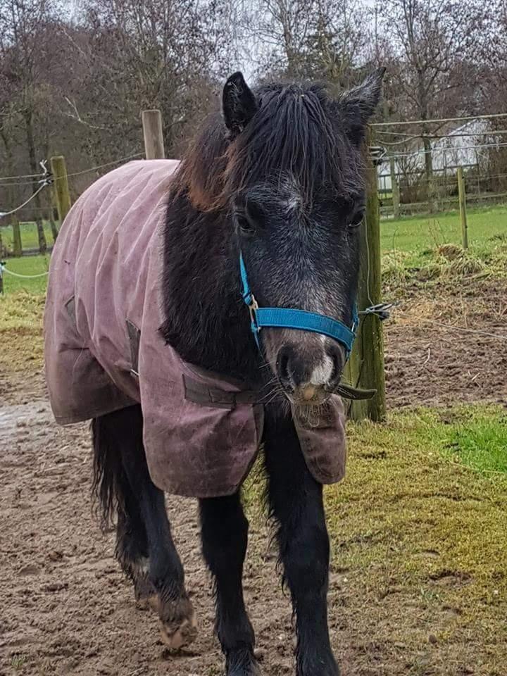 Welsh Mountain (sec A) Harvest paper clips billede 5