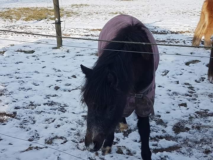 Welsh Mountain (sec A) Harvest paper clips billede 6