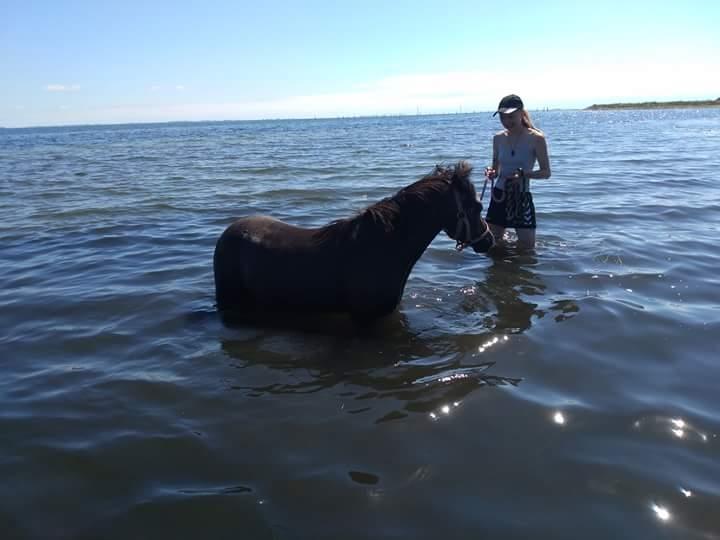 Welsh Mountain (sec A) Harvest paper clips billede 7