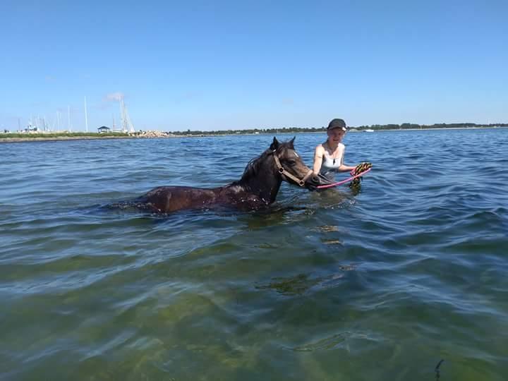 Welsh Mountain (sec A) Harvest paper clips billede 8