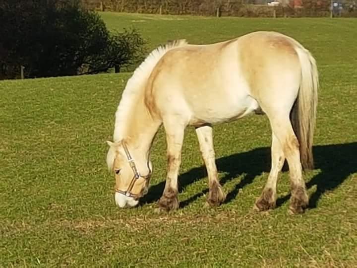 Fjordhest Møltrup Njord billede 1