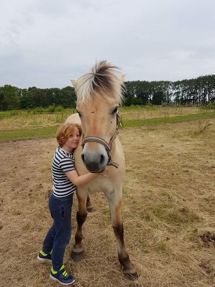 Fjordhest Møltrup Njord billede 2
