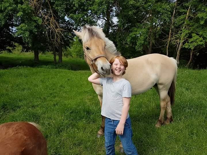Fjordhest Møltrup Njord billede 3