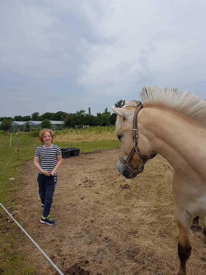 Fjordhest Møltrup Njord billede 4