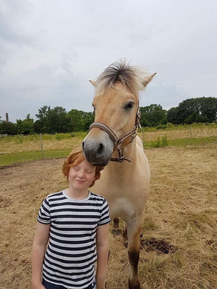 Fjordhest Møltrup Njord billede 5