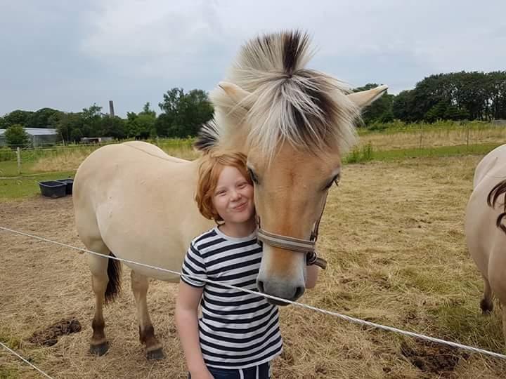 Fjordhest Møltrup Njord billede 6