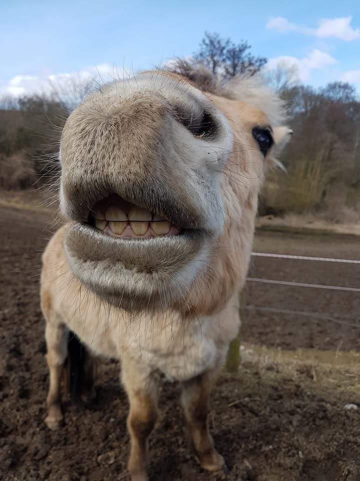 Fjordhest Møltrup Njord billede 7