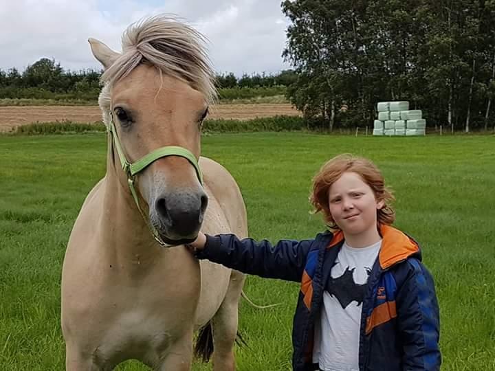 Fjordhest Møltrup Njord billede 8