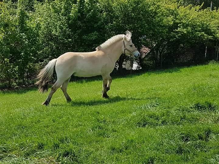 Fjordhest Møltrup Njord billede 9