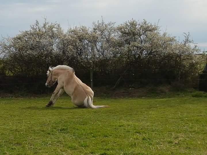 Fjordhest Møltrup Njord billede 10