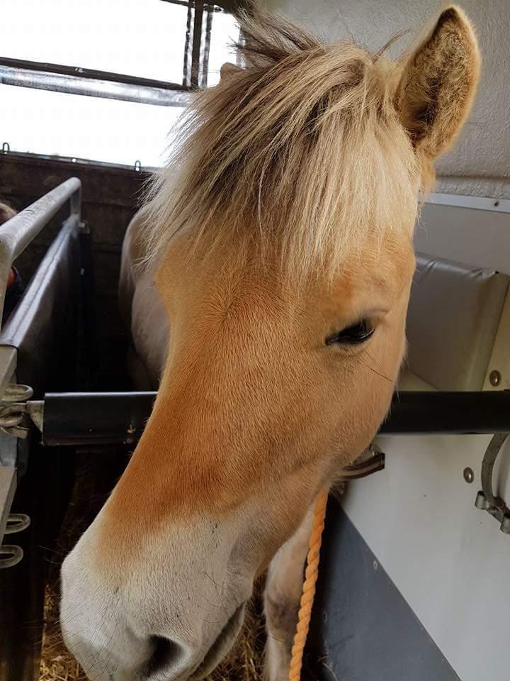 Fjordhest Møltrup Njord billede 13