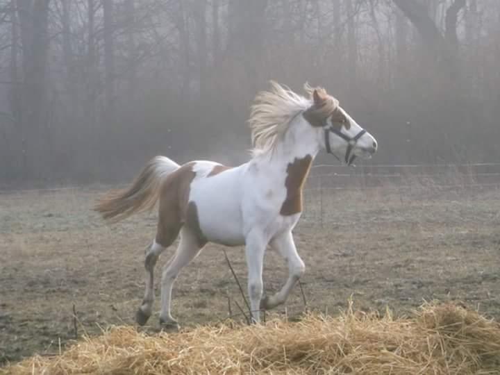 Pinto svalebo's Jackson billede 2