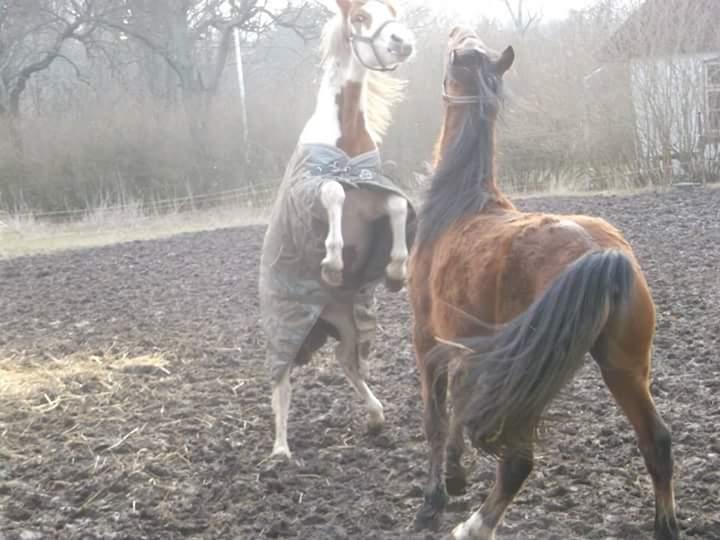 Pinto svalebo's Jackson billede 5