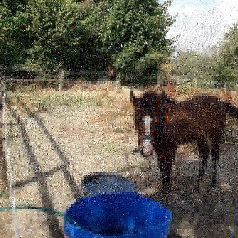 Pinto Søgårds Little Dark Pride  billede 9