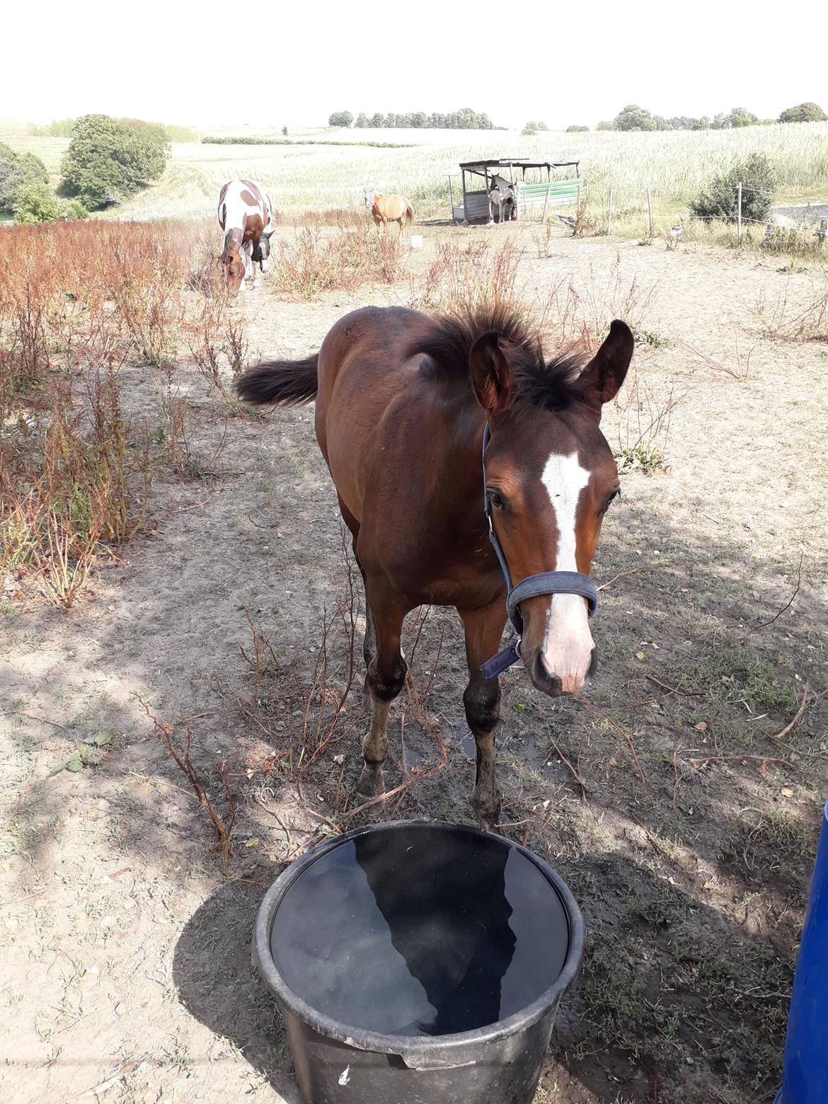 Pinto Søgårds Little Dark Pride  billede 8