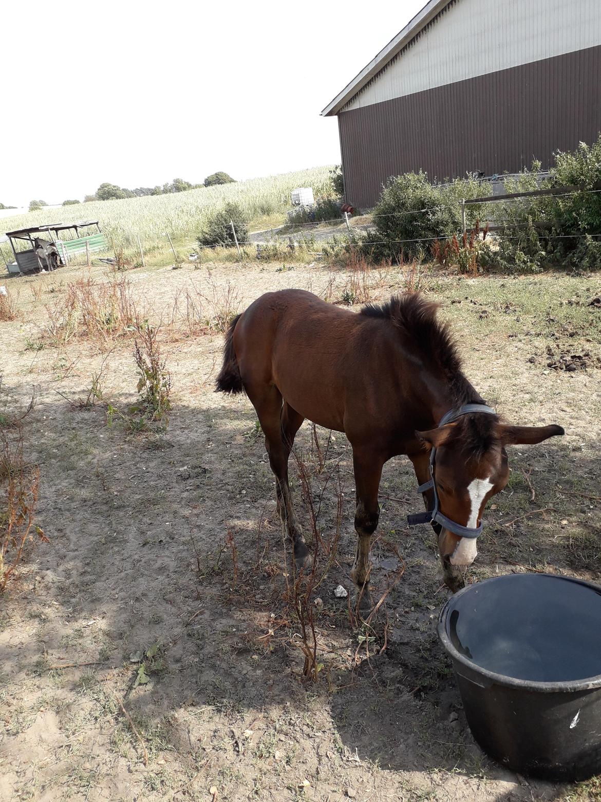 Pinto Søgårds Little Dark Pride  billede 10