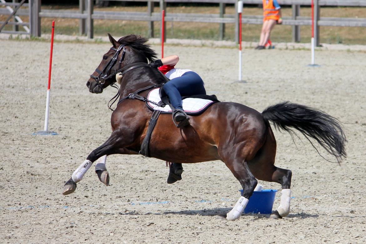 Anden særlig race Jumper  billede 15