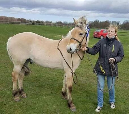 Fjordhest Møltrup Njord billede 14