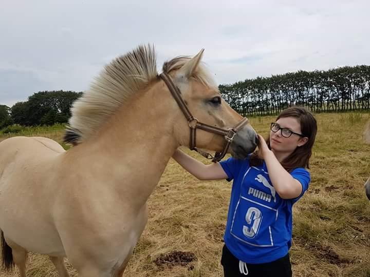 Fjordhest Møltrup Njord billede 15