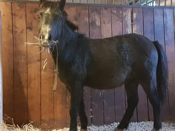 Welsh Mountain (sec A) Harvest paper clips billede 9