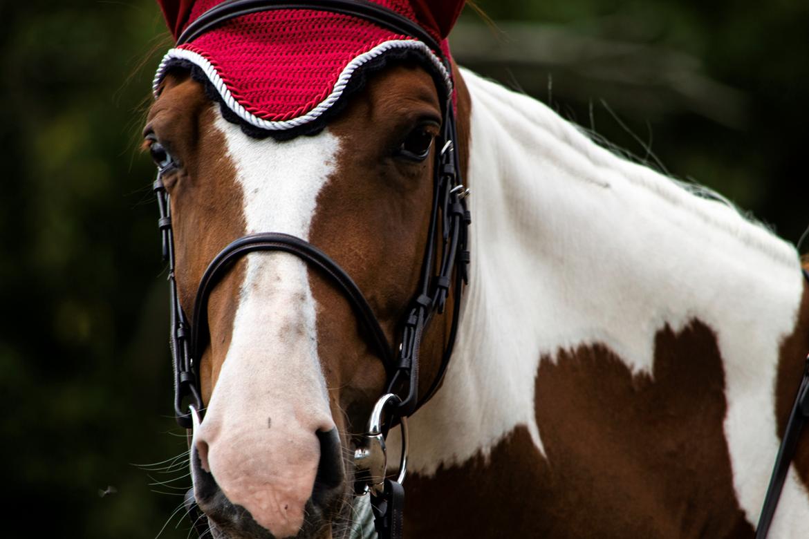 Anden særlig race Hope Silverstar - 2018 - Hope 6 år billede 1