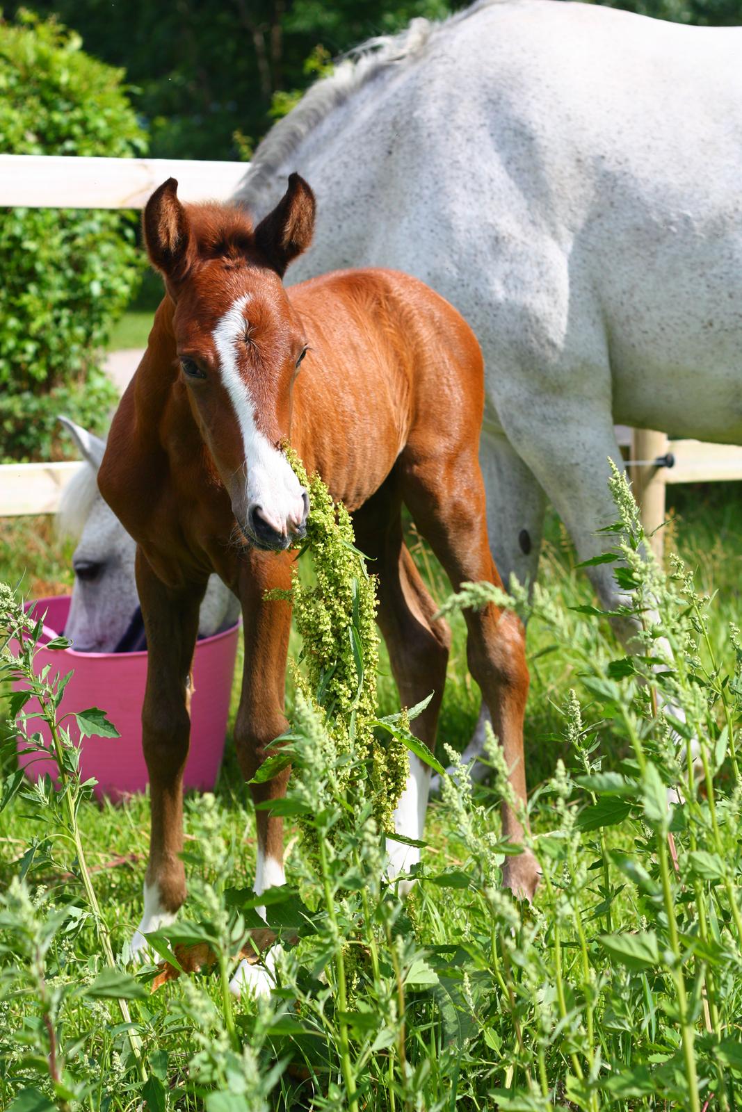 New Forest Calandias silver moon billede 13