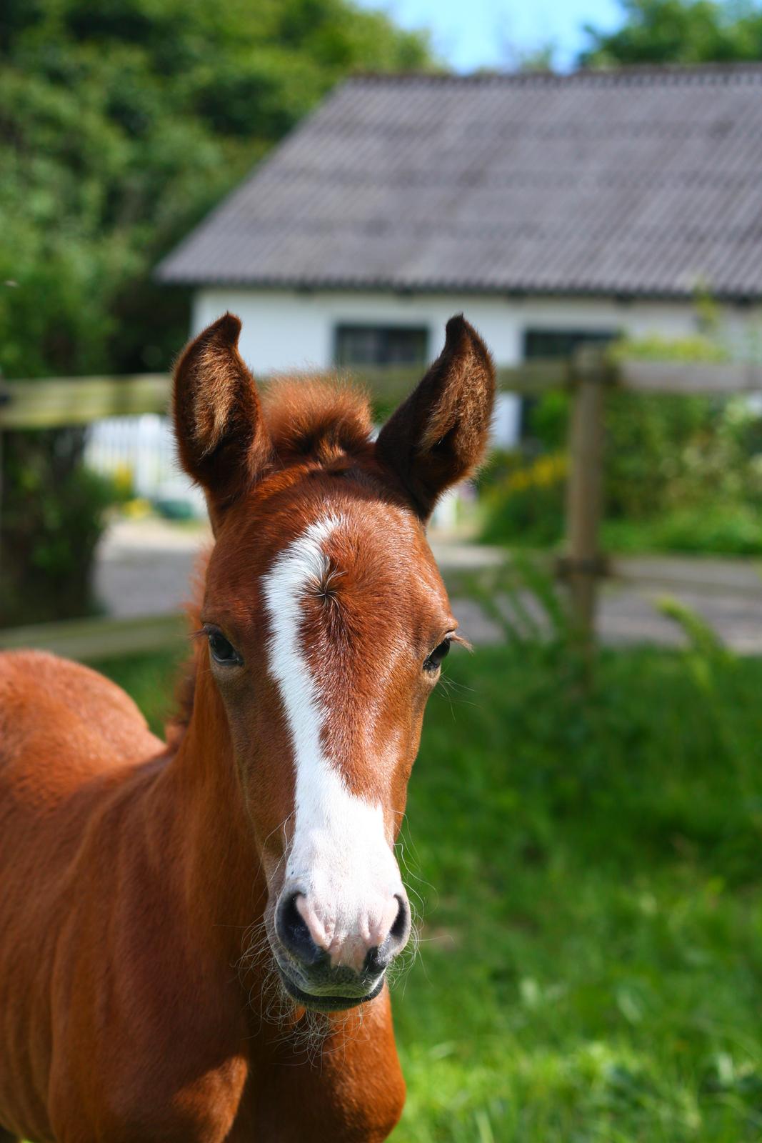 New Forest Calandias silver moon billede 2